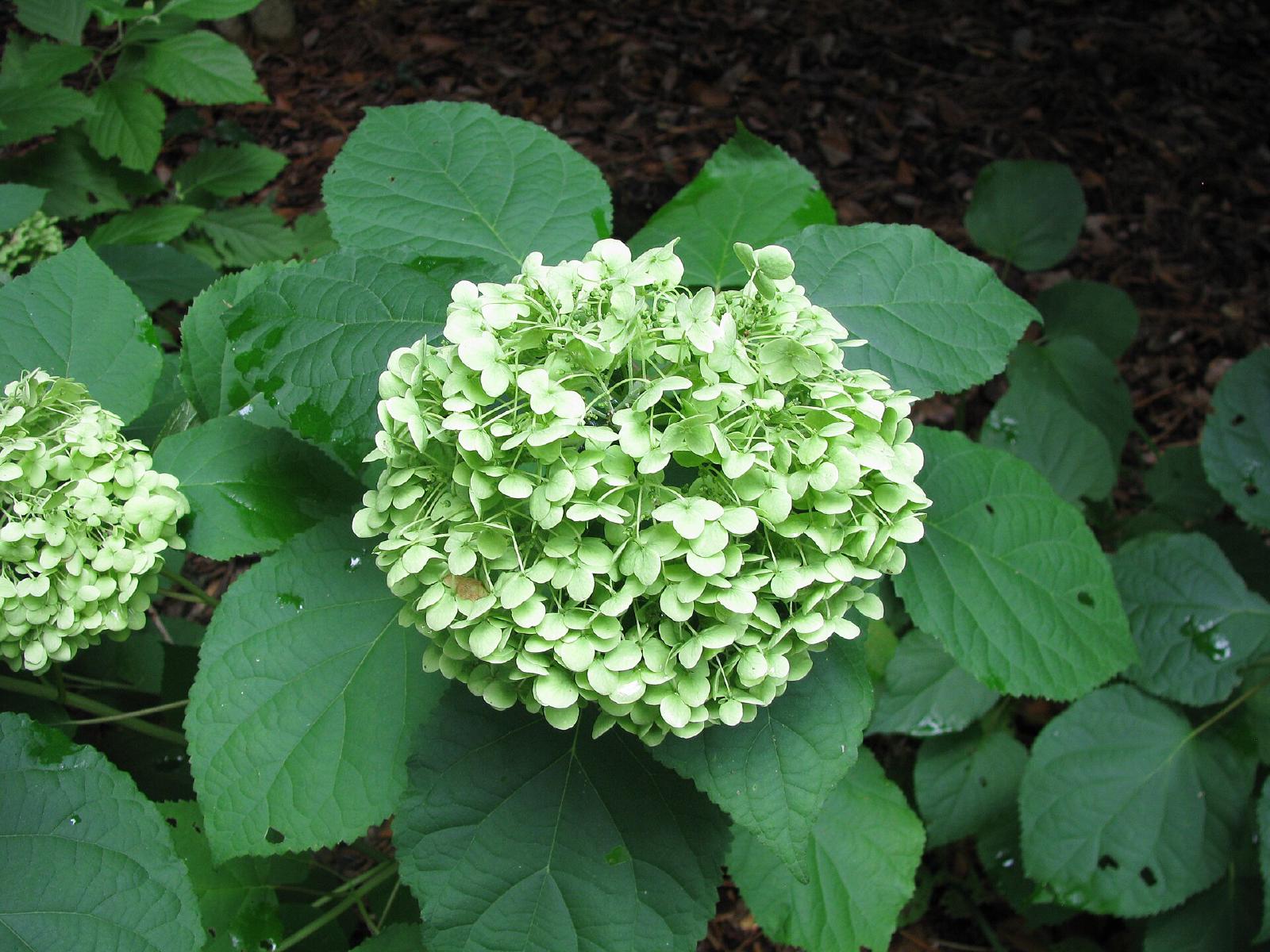 Hortensia Annabelle