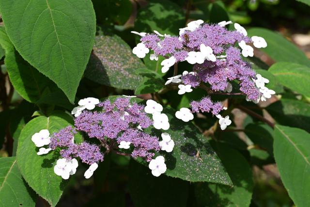 Hortensia aspera : plantation, taille et entretien