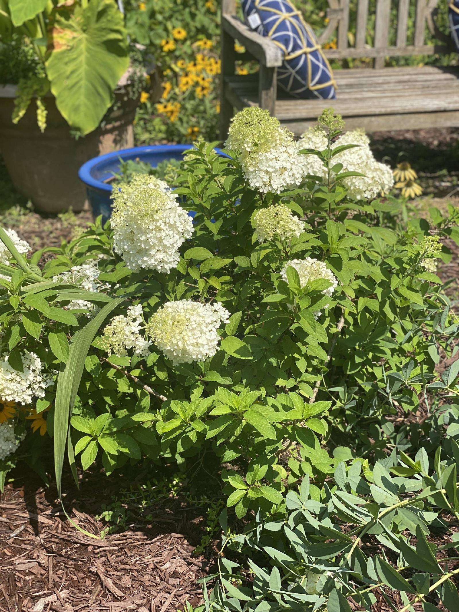 Hortensia Bobo