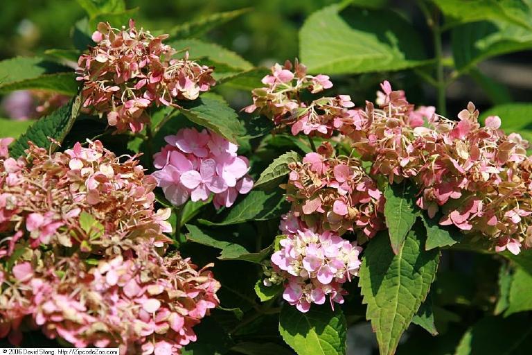 Hortensia Endless Summer