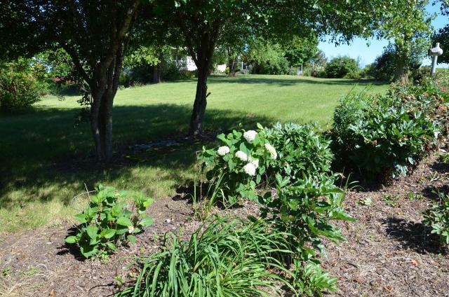 Hortensia Incrediball : plantation, taille et entretien