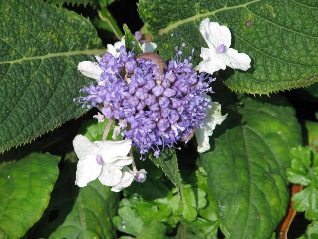 Hortensia involucrata : plantation, floraison et entretien