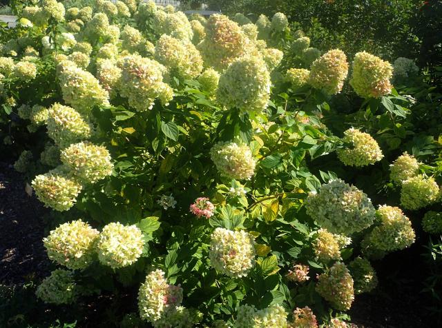 Hortensia Limelight : plantation, taille et entretien