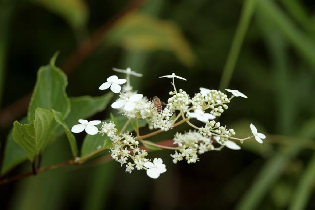 Hortensia paniculé (Hydrangea paniculata) : plantation, taille et entretien