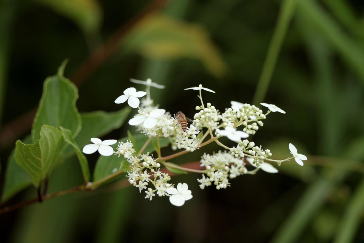 Hortensia paniculé