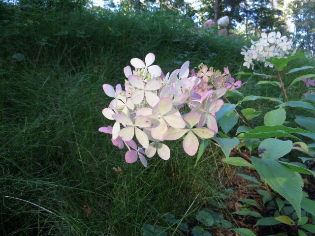 Hortensia Phantom : plantation, floraison et entretien