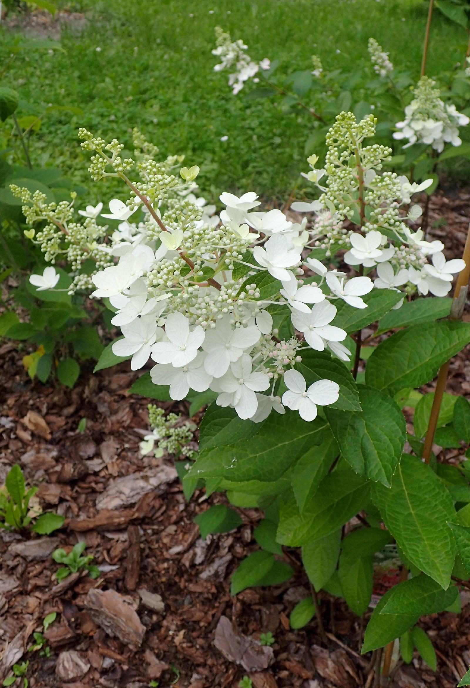 Hortensia Pinky Winky