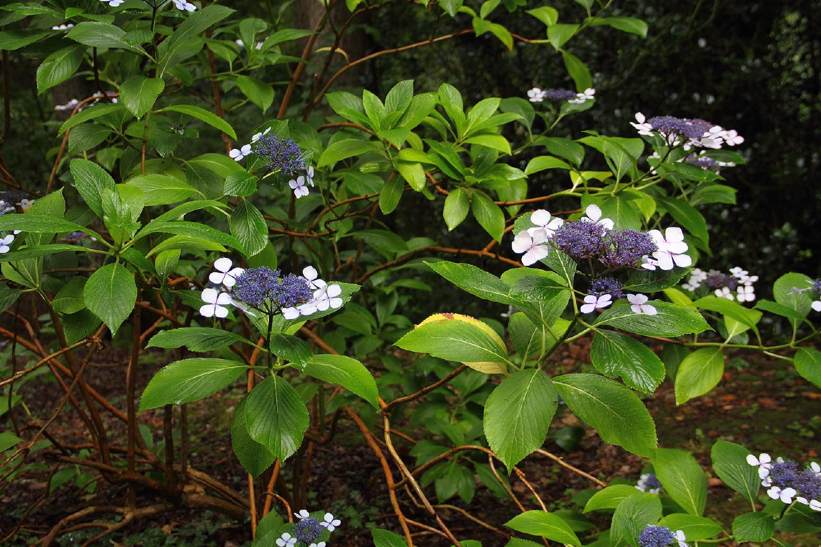 Hortensia serrata
