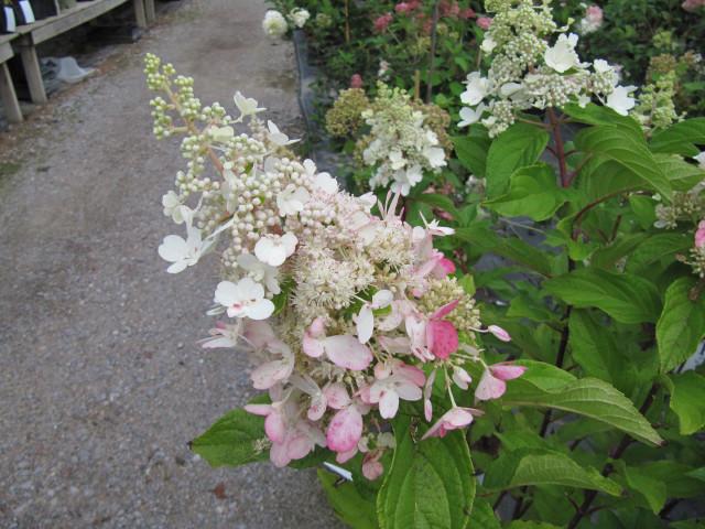 Hortensia Vanille Fraise : plantation, taille et entretien