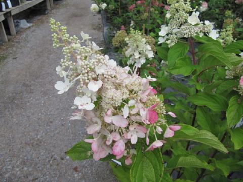 Hortensia Vanille Fraise