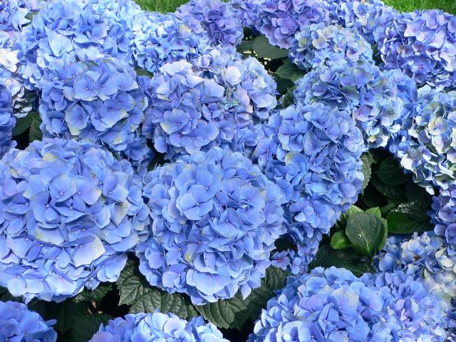 Hortensia (Hydrangea macrophylla) : plantation, taille et entretien