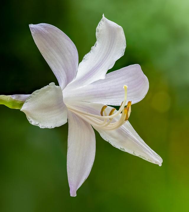 Hosta : plantation, entretien et culture à l'ombre