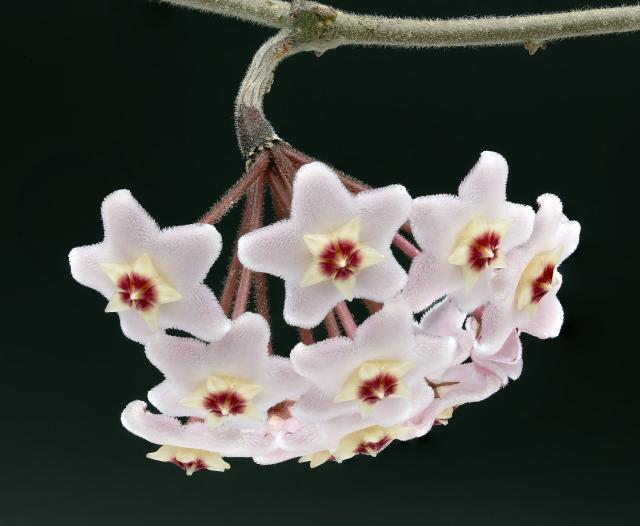 Hoya carnosa : entretien, arrosage et floraison en interieur