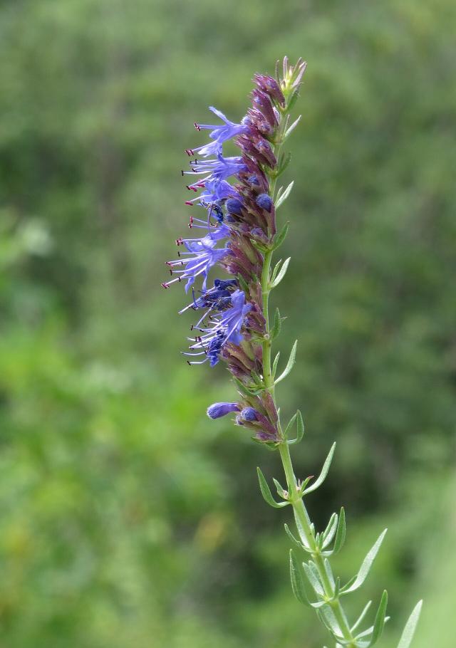 Hysope officinale (Hyssopus officinalis) : plantation, entretien et taille