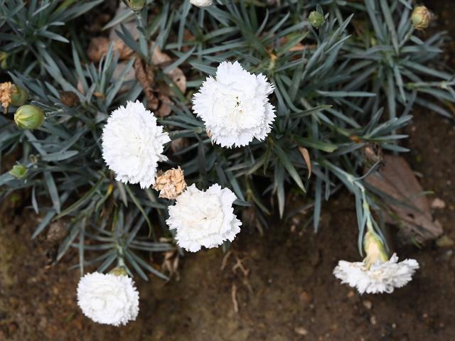 Illet (Œillet commun) : plantation, entretien et floraison
