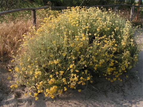 Immortelle d'Italie