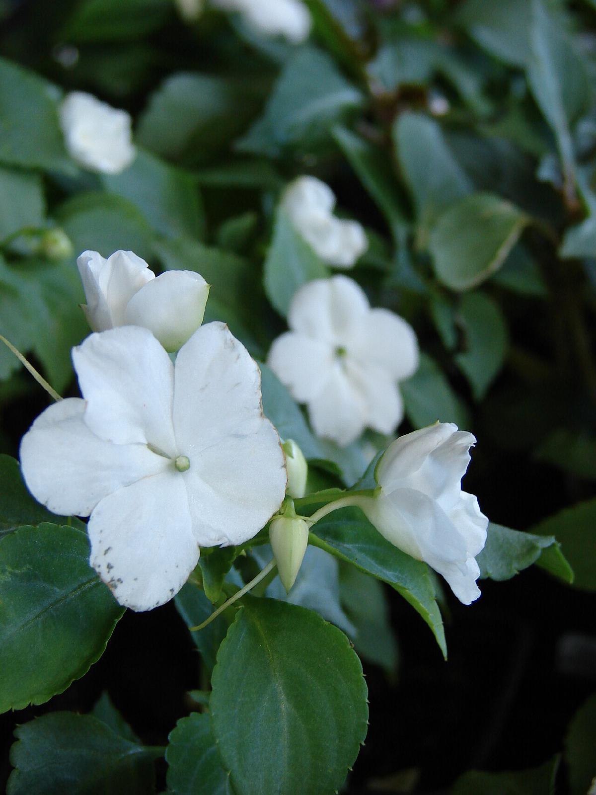 Impatiens
