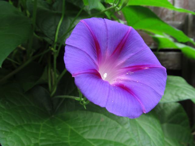 Ipomée (Ipomoea purpurea) : semis, culture et floraison