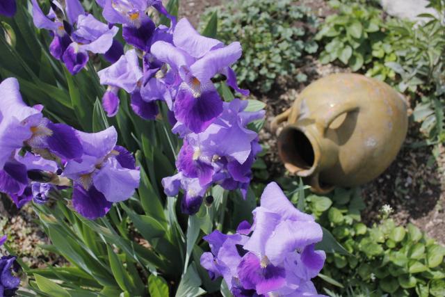 Iris des jardins (Iris × germanica) : plantation, floraison et entretien