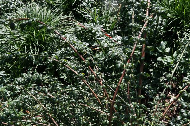 Jasmin d'hiver (Jasminum nudiflorum) : plantation, taille et entretien