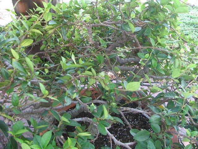 Jasmin étoilé (Trachelospermum jasminoides) : plantation, taille et entretien