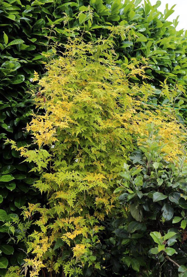 Jasmin officinal (Jasminum officinale) : plantation, taille et entretien