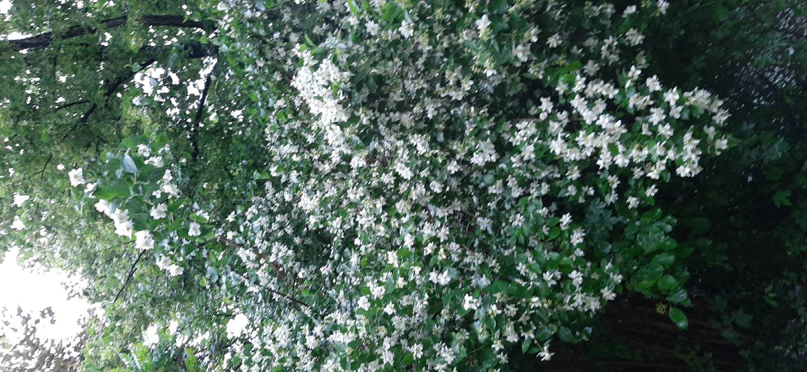 Jasmin