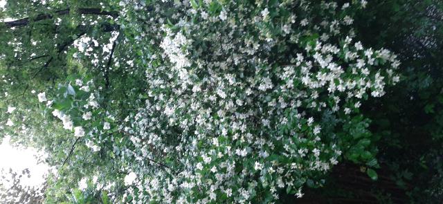 Jasmin (Jasminum officinale) : plantation, taille et entretien