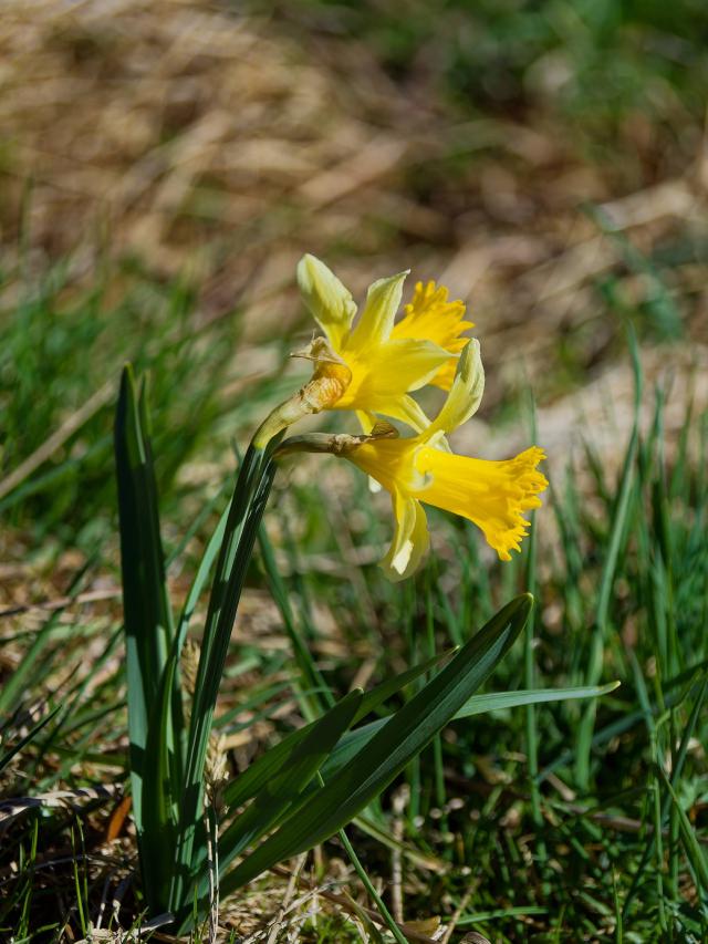 Jonquille (Narcissus pseudonarcissus) : plantation, floraison et entretien
