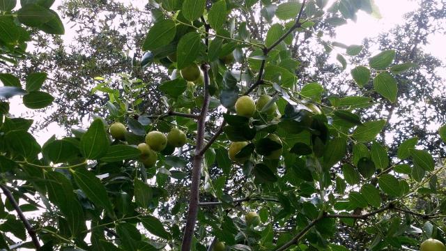 Jujubier (Ziziphus jujuba) : plantation, entretien et récolte
