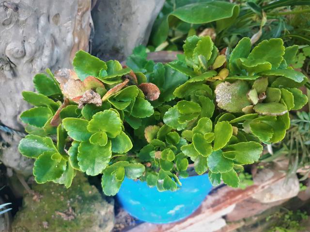 Kalanchoe (Kalanchoe blossfeldiana) : entretien, arrosage et refleuraison