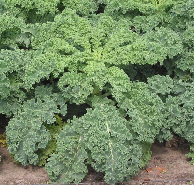 Kale (Brassica oleracea var. sabellica) : semis, culture et récolte