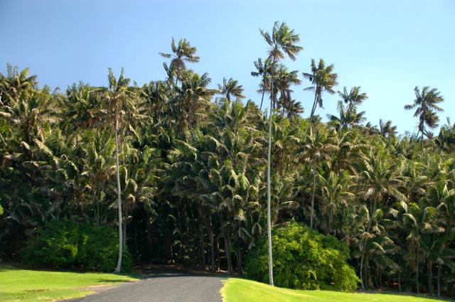 Kentia (Howea forsteriana) : entretien, arrosage et culture en interieur