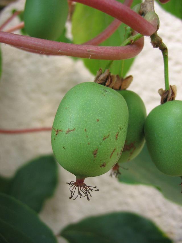 Kiwai (Actinidia arguta) : plantation, taille et entretien