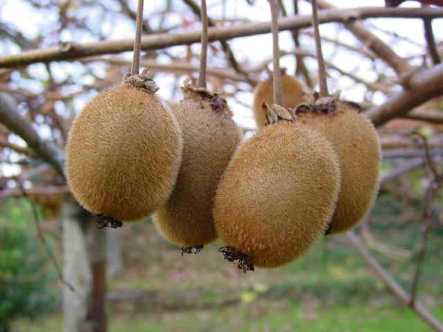 Kiwi (Actinidia deliciosa) : plantation, taille et entretien