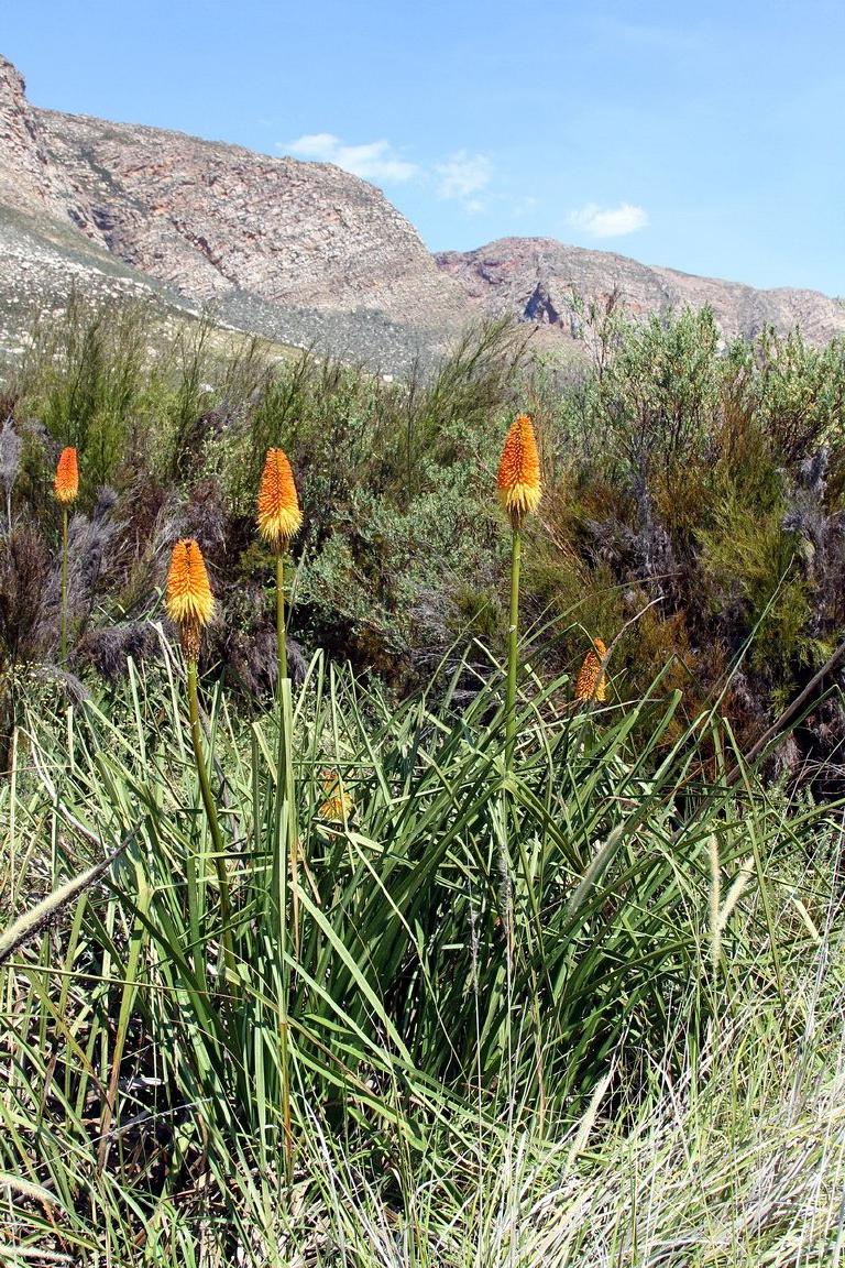 Kniphofia