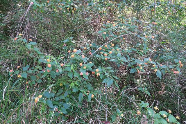 Lantana (Lantana camara) : plantation, taille et entretien