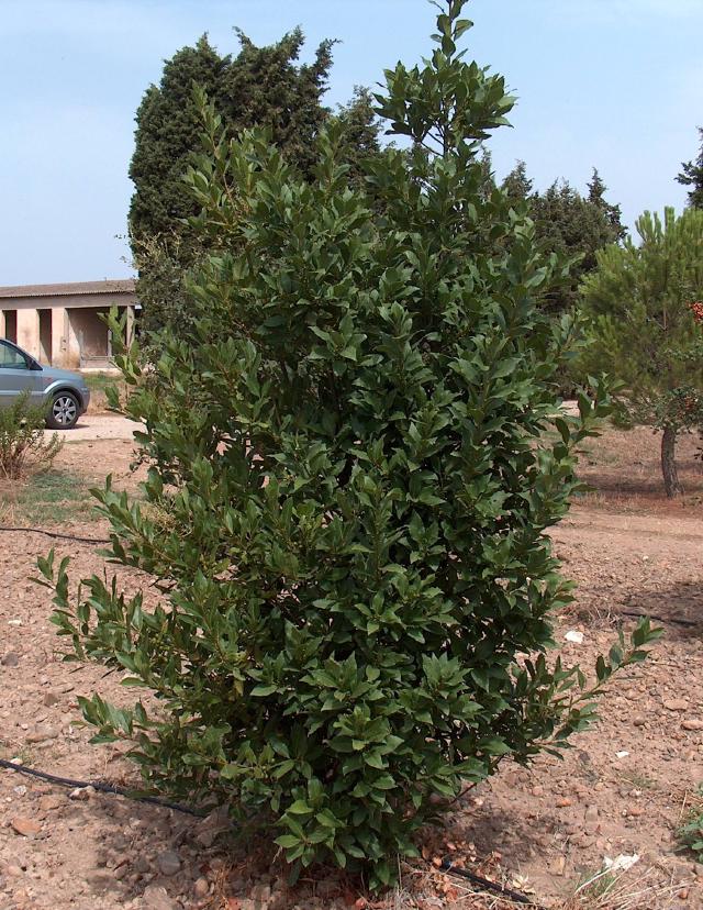 Laurier-sauce (Laurus nobilis) : plantation, taille et entretien