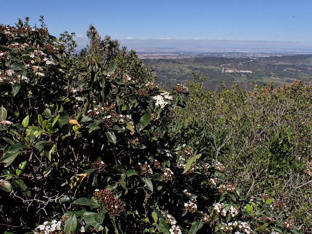 Laurier-tin (Viburnum tinus) : plantation, taille et entretien