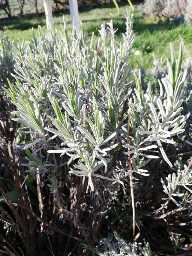 Lavande aspic (Lavandula latifolia) : plantation, taille et entretien