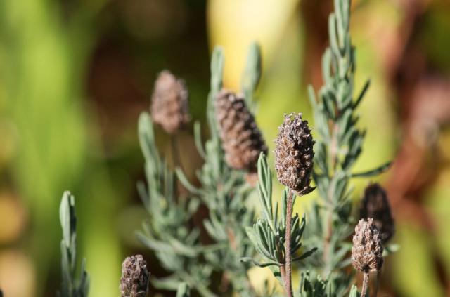 Lavande papillon (Lavandula stoechas) : plantation, taille et entretien
