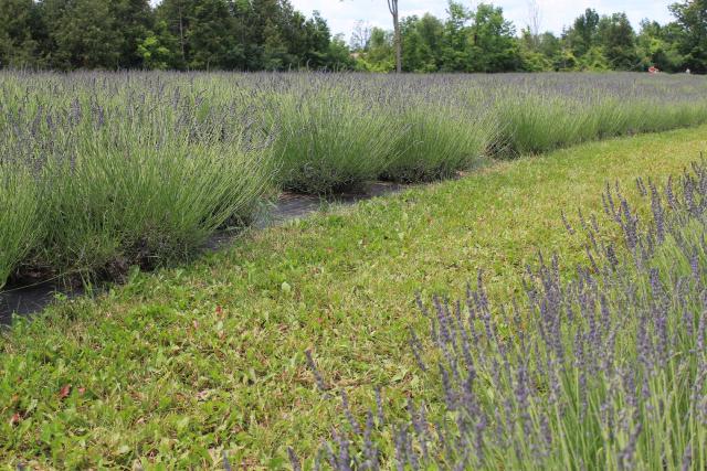Lavande (Lavandula angustifolia) : plantation, taille et entretien
