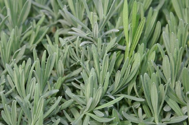 Lavandin (Lavandula x intermedia) : plantation, taille et entretien