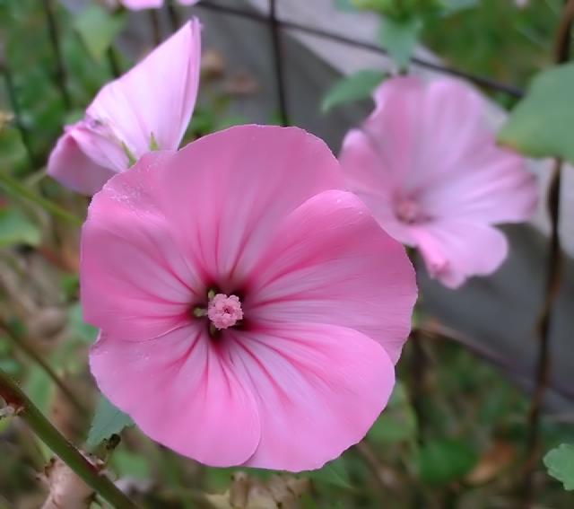 Lavatère annuelle (Lavatera trimestris) : semis, floraison et entretien