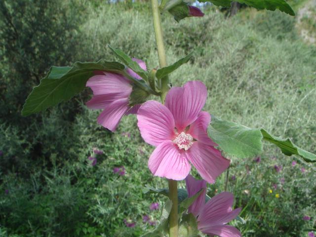 Lavatère arbustive (Lavatera olbia) : plantation, taille et entretien