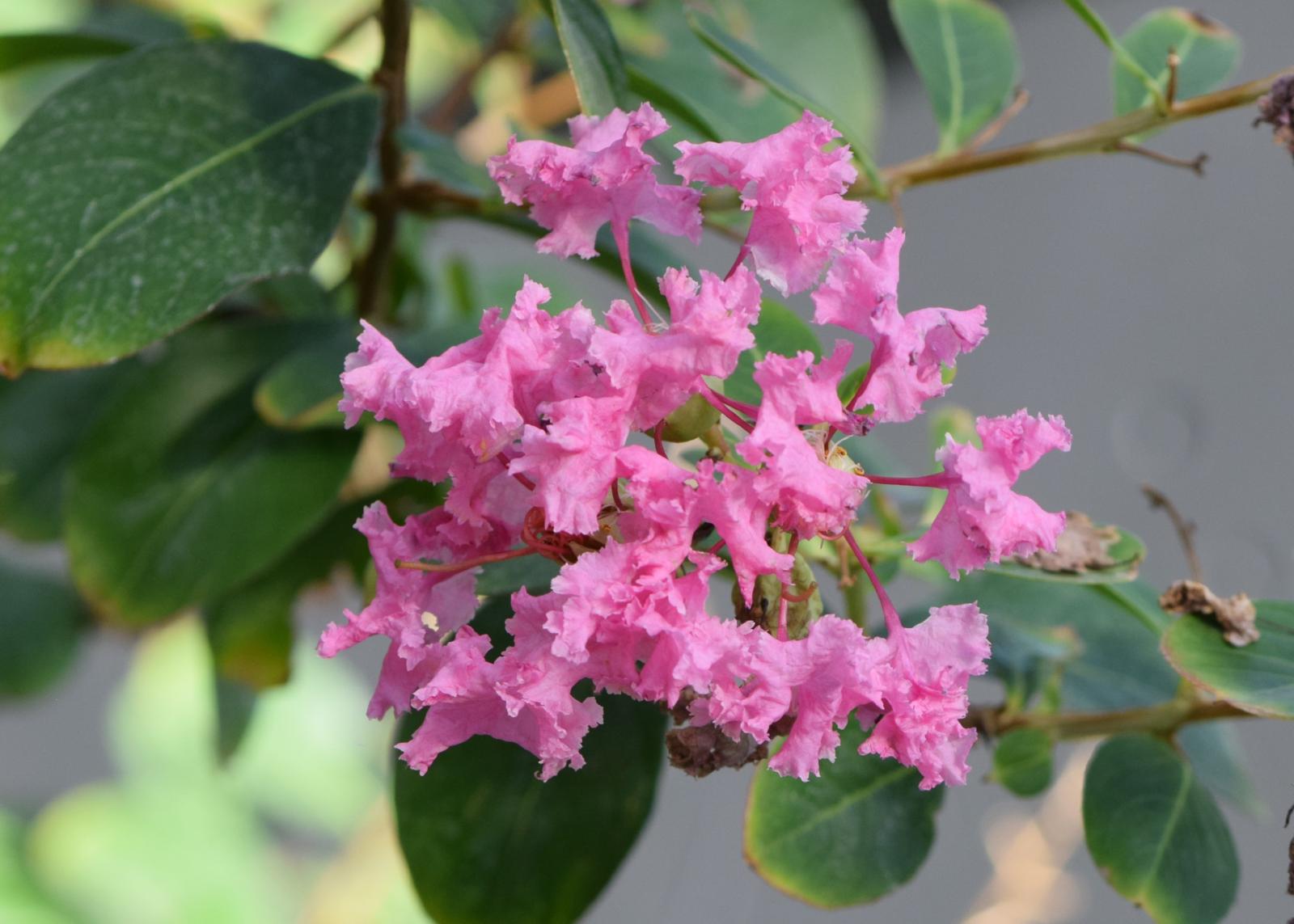 Lilas des Indes