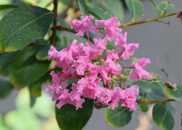 Lilas des Indes (Lagerstroemia indica) : plantation, taille et entretien