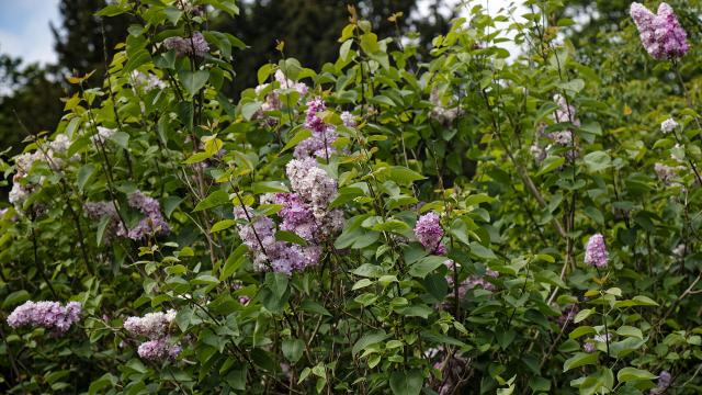 Lilas (Syringa vulgaris) : plantation, taille et entretien
