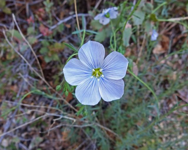 Lin vivace (Linum perenne) : plantation, floraison et entretien