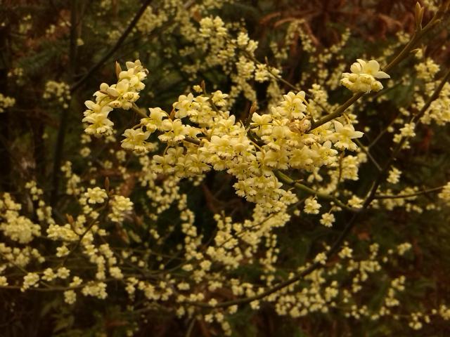 Litsea cubeba : culture du poivre de montagne
